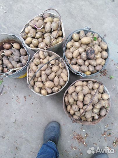 Семенной картофель