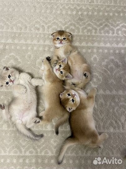 Котята золотая шиншилла