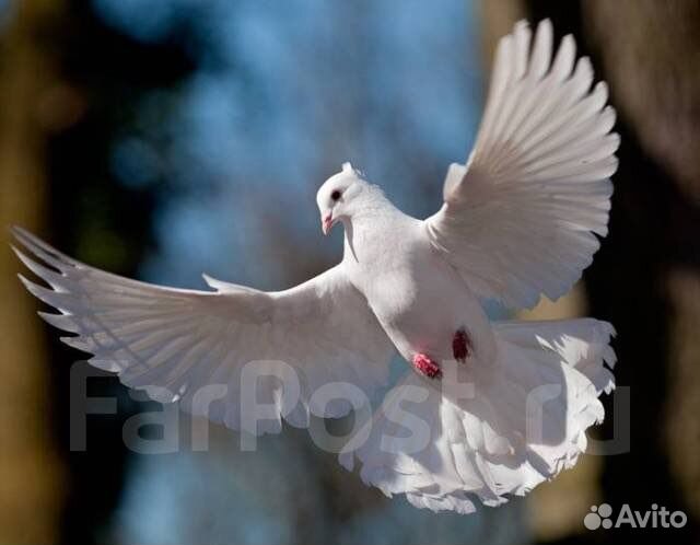 Голуби на свадьбу