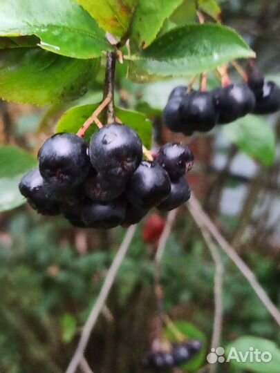 Черноплодная рябина ягоды
