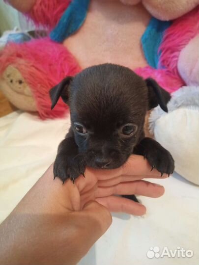 Щенок маленькой собаки
