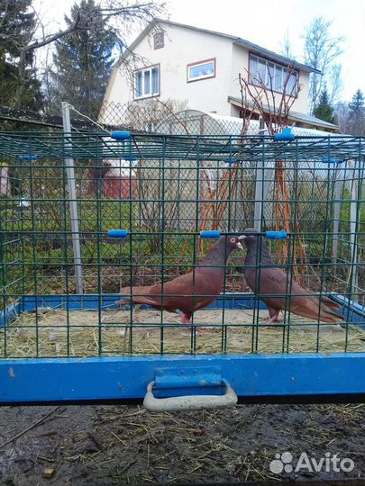 Голуби на свадьбу + продажа голубей