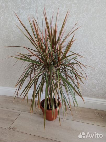 Драцена:лимонлайм, маргинататриколор, Юкка,Хамедор