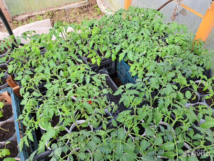 Рассада томатов и перцев