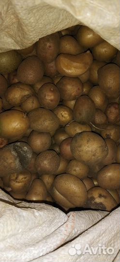 Картофель мелкий