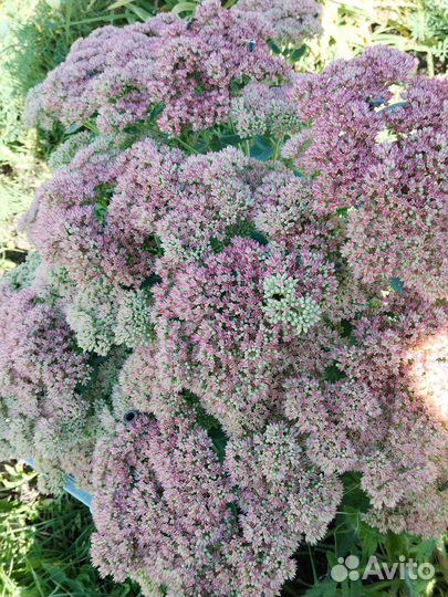 Очиток видный