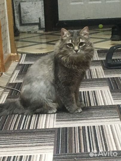 Кот для вязки