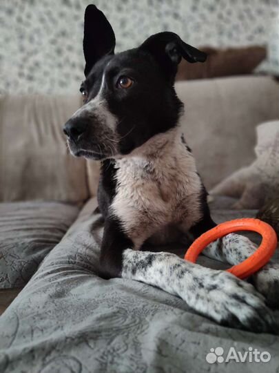 Питбуль Сицилия