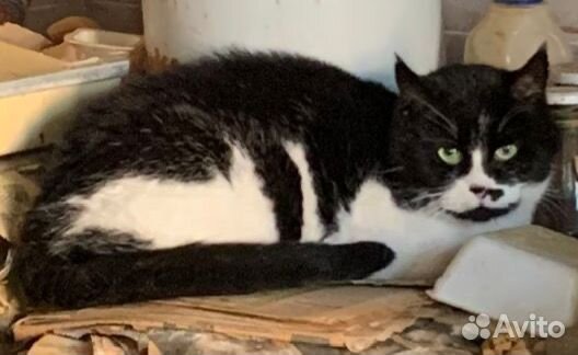 Кошки в добрые руки