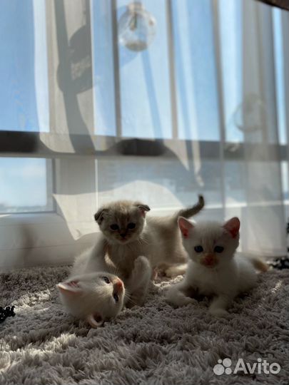 Британские котята