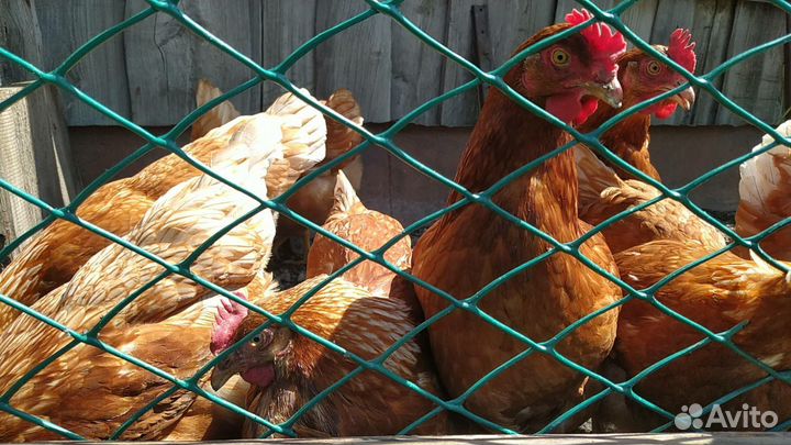 Куры несушки ломан браун