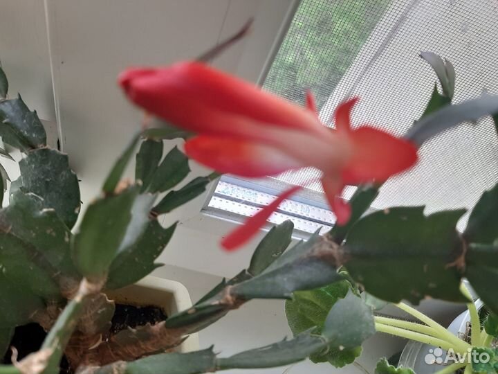 Декабрист шлюмбергера красный