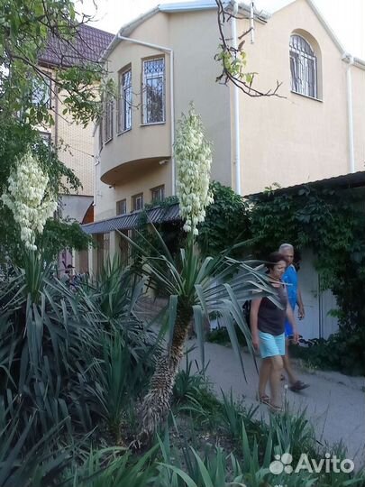 Пальма юкка (высокая) 2,5 м