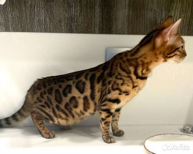 Бенгальские котята девочки Леопард