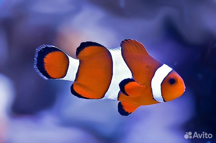 Морской аквариум 735 литров 150 x 70 x 70 см