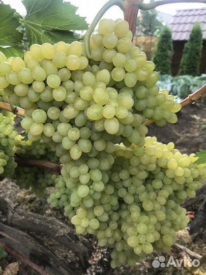 Саженцы и черенки винограда