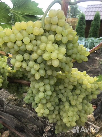 Саженцы и черенки винограда