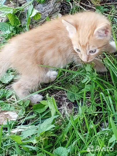 Отдаём котят