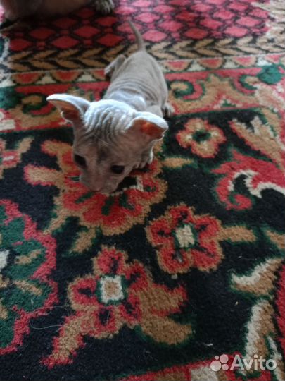 Донской сфинкс велюр котята