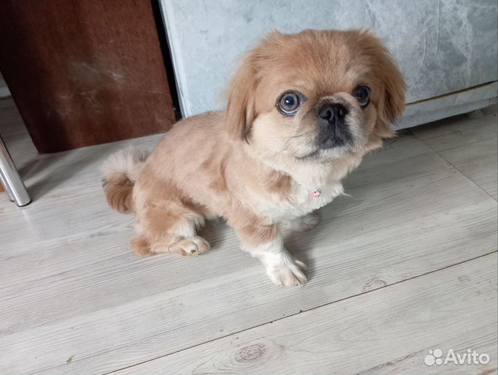 Щенки пекинеса