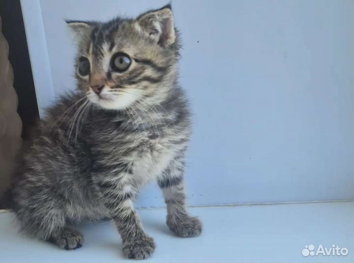 Вислоухая Кисуля 2мес