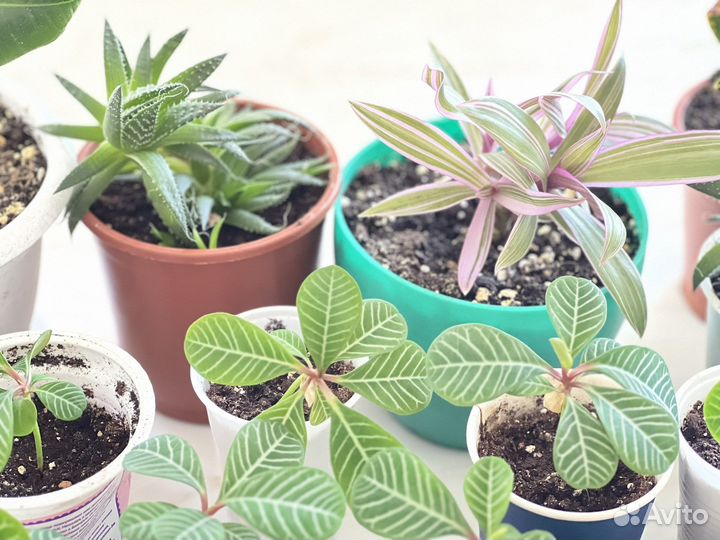 Комнатные растения (детки)