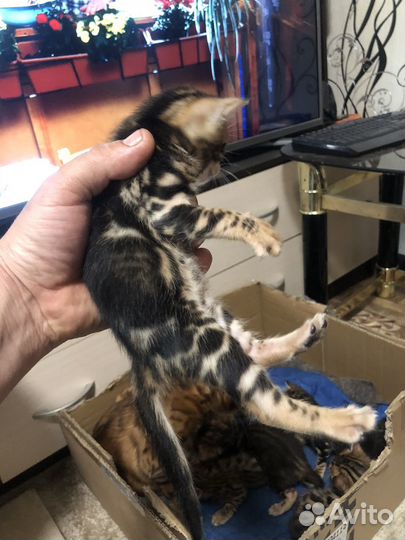 Котята бенгальские