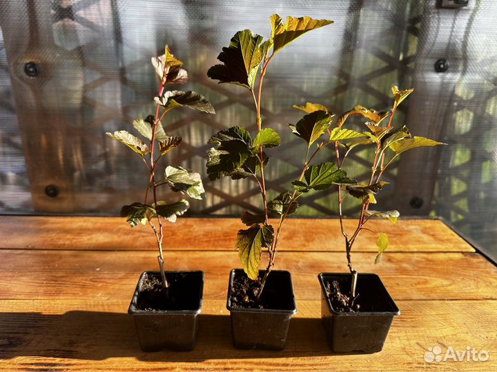 Пузыреплодник Diablo и Luteus