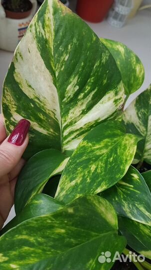 Эпипремнум