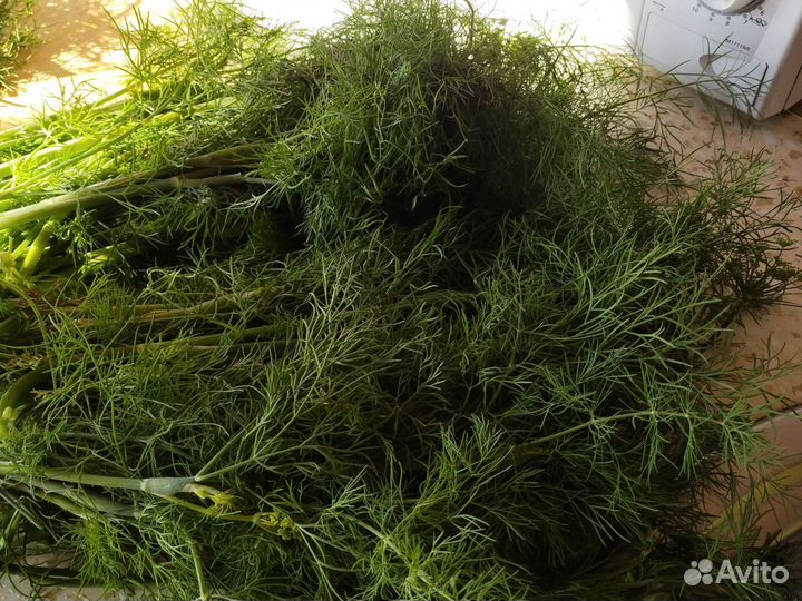 Укроп свежий