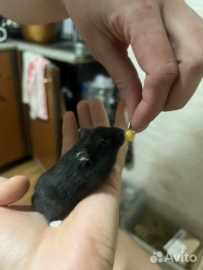 Джунгарский хомяк