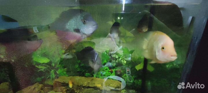 Аквариум на 600 литров с рыбами и содержимым