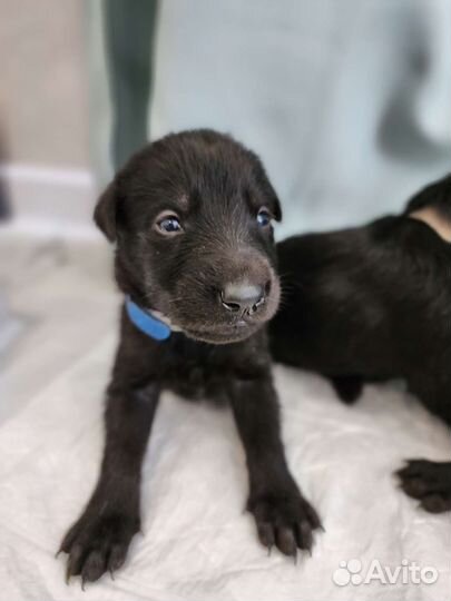 Щенки лабрадора