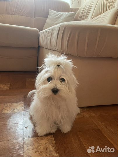 Мальтийские болонки