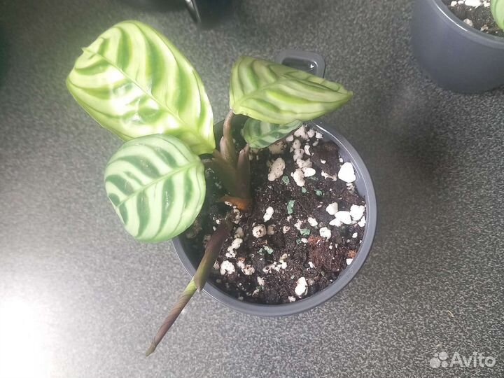 Калатея Бурле Маркса