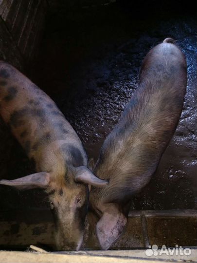 Свиньи живым весом