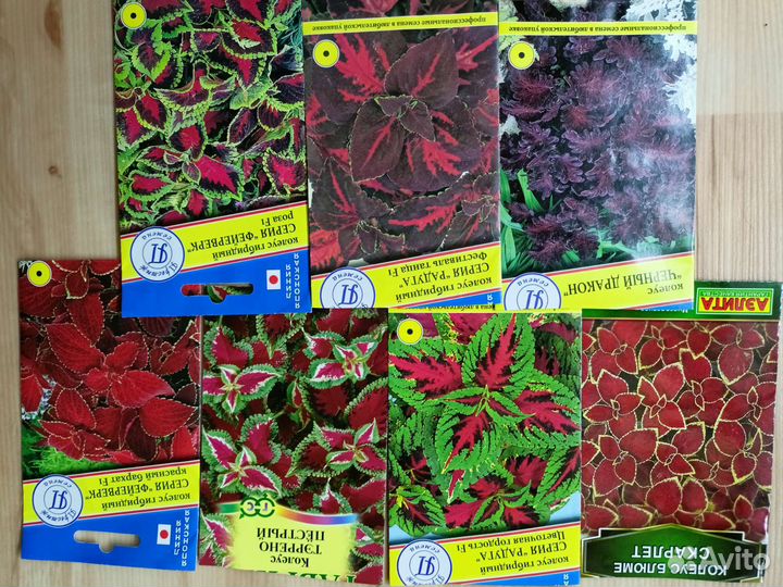 Колеусы вегетативные