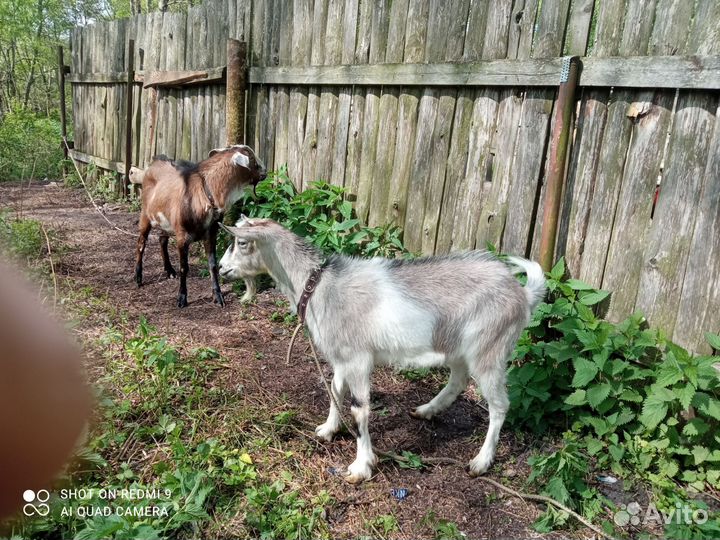 Продам козу