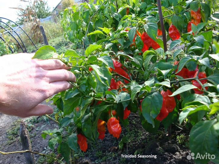 Шрирача Carolina Reaper, Халапеньо, Trinidad S