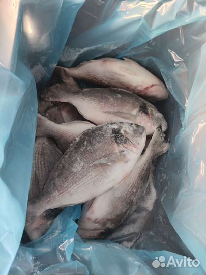 Дорадо рыба