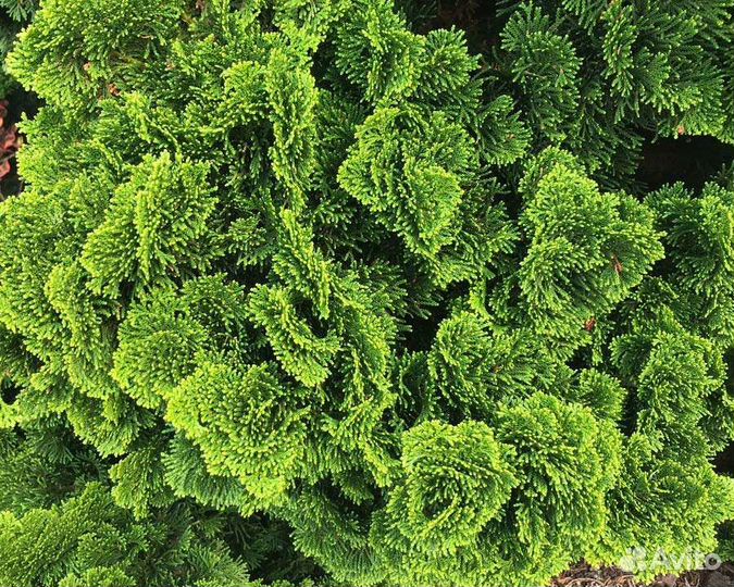 Кипарисовик Nana Gracilis