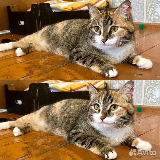 Кошка в добрые руки