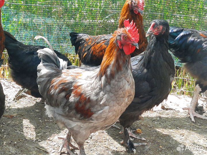 Молодые петухи Мараны