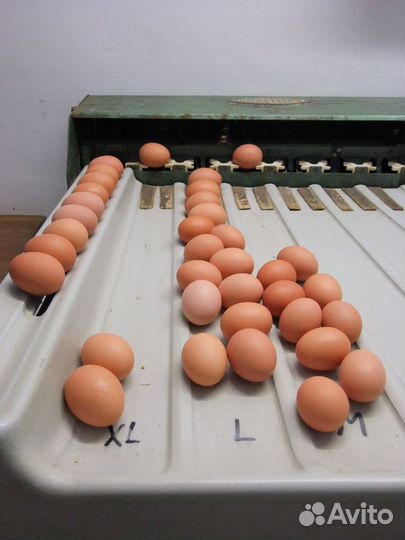 Фасовщики с ежедневной оплатой