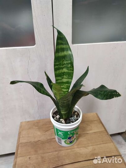 Сансевьера