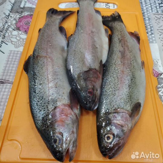 Форель, карась, сом, лещ, щука, копчёная рыба