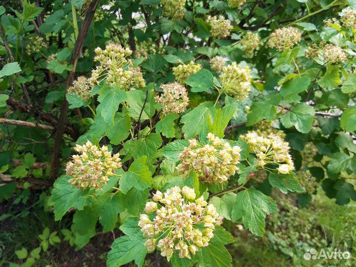 Кустарник пузыреплодник (голд) куст