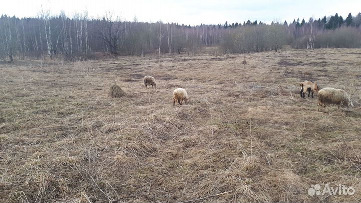 Бартер/продажа овец баран коров быки ферма земли
