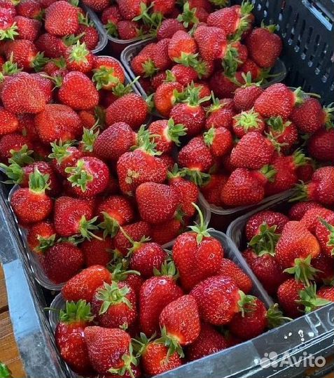 Рассада клубники -Азия