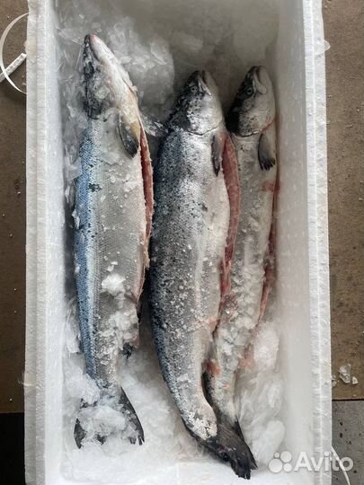 Лосось охлажденный